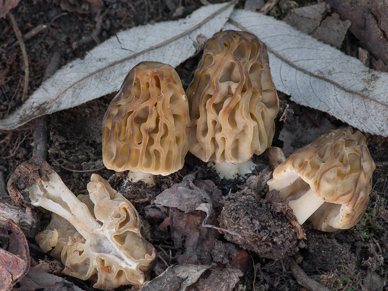 Morchella semilibera